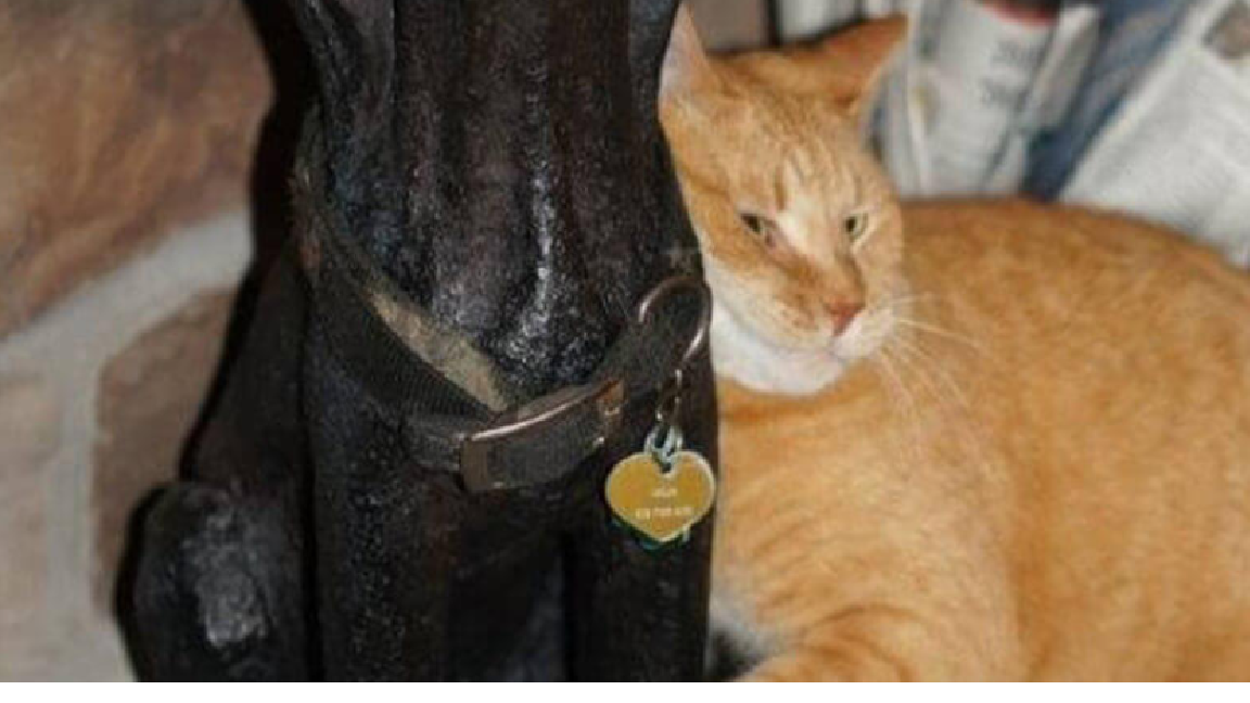 Family Cat Was Found Loving A Statute Of His Best Friend