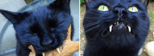 Black cat with vampire fangs