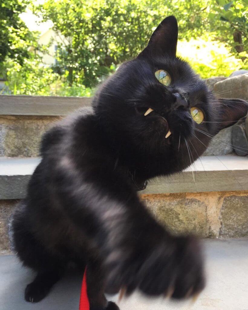 Black cat with vampire fangs Cat Stole His Owners Heart With His Vampire-Like Fangs