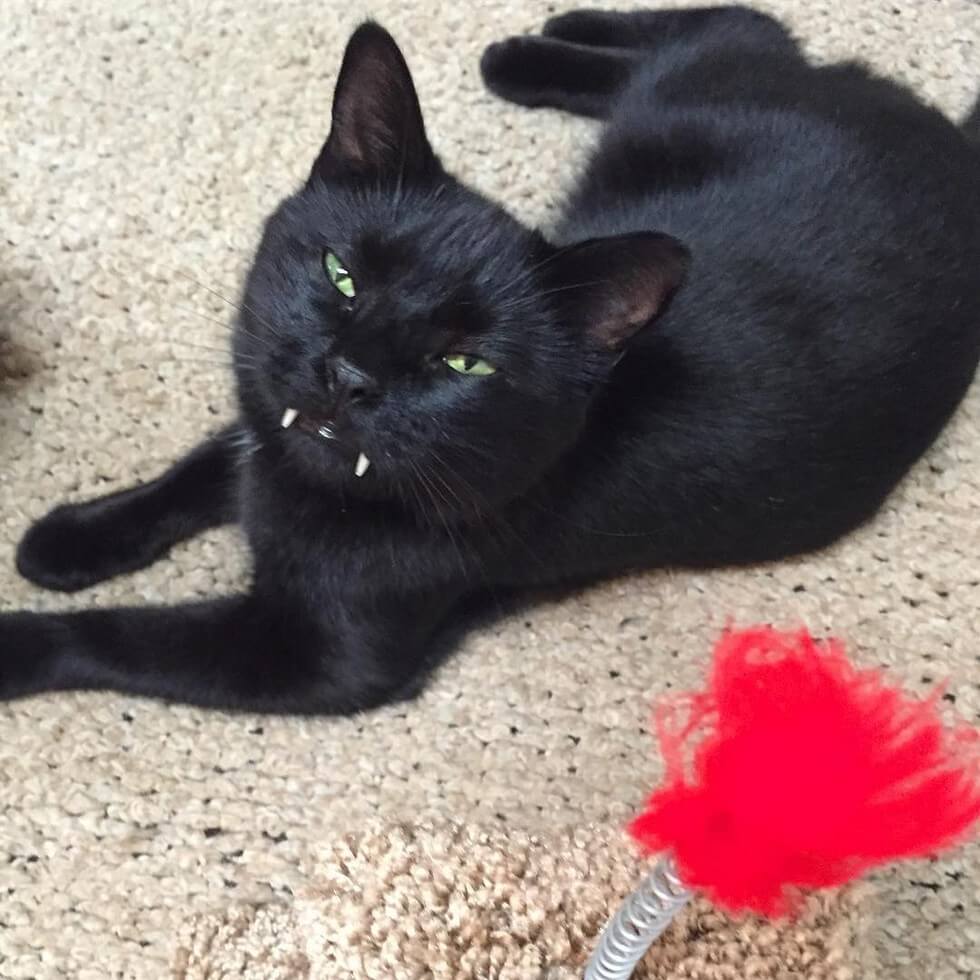 Black cat with vampire fangs Cat Stole His Owners Heart With His Vampire-Like Fangs