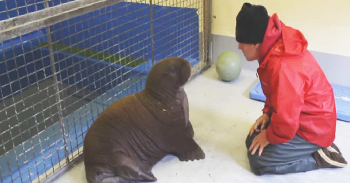 Fishermen Rescue An Orphaned Baby Walrus
