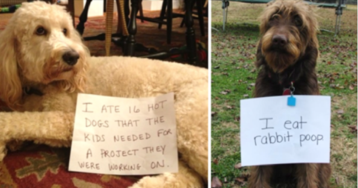 Mischievous Labradoodle Dogs And Their Dirty Deeds