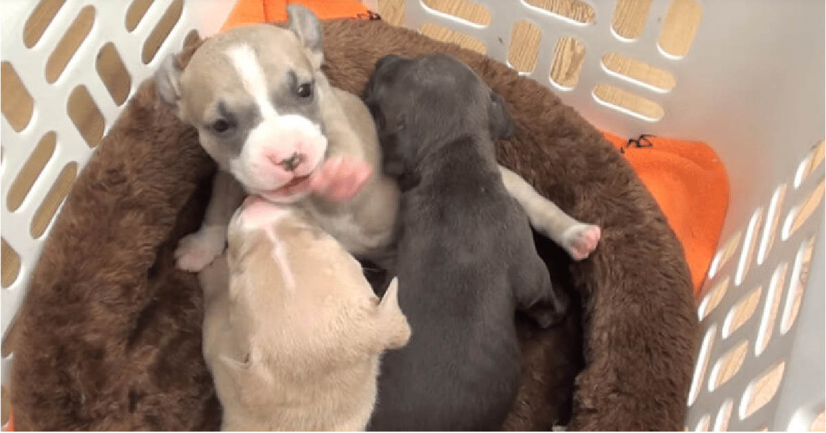 Adorable Puppies Were Abandoned On Shelter Doorstep