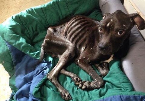 starving dog jumps out window Starving Dog On The Brink Of Death Escapes Through Window To Save Himself