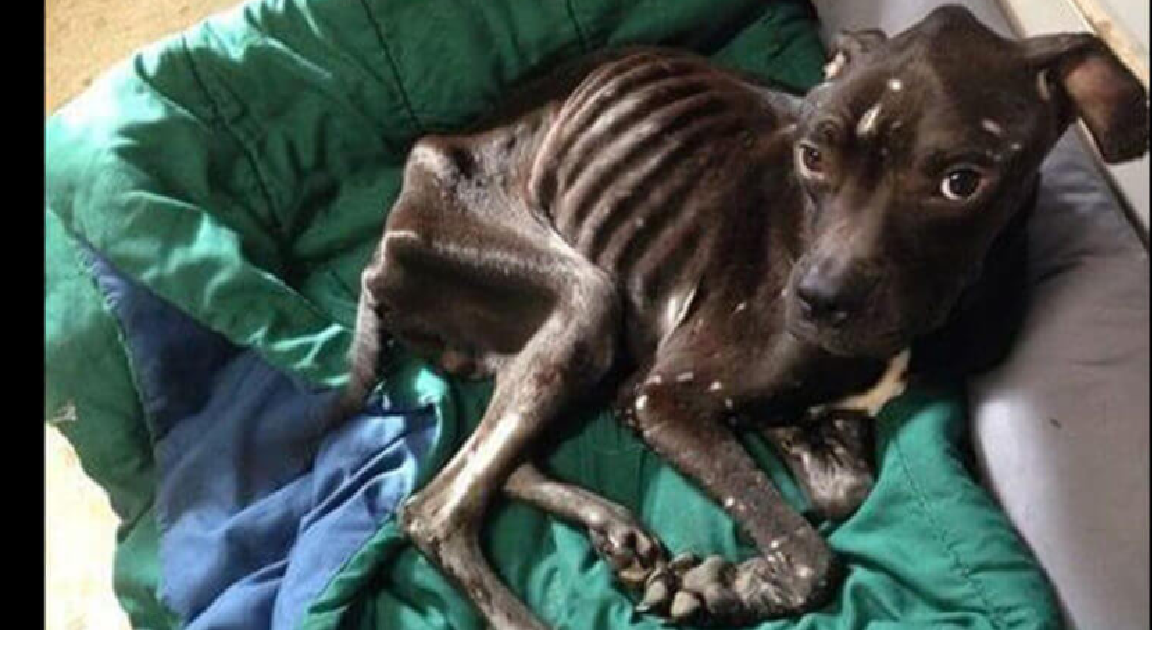 Starving Dog On The Brink Of Death Escapes Through Window To Save Himself