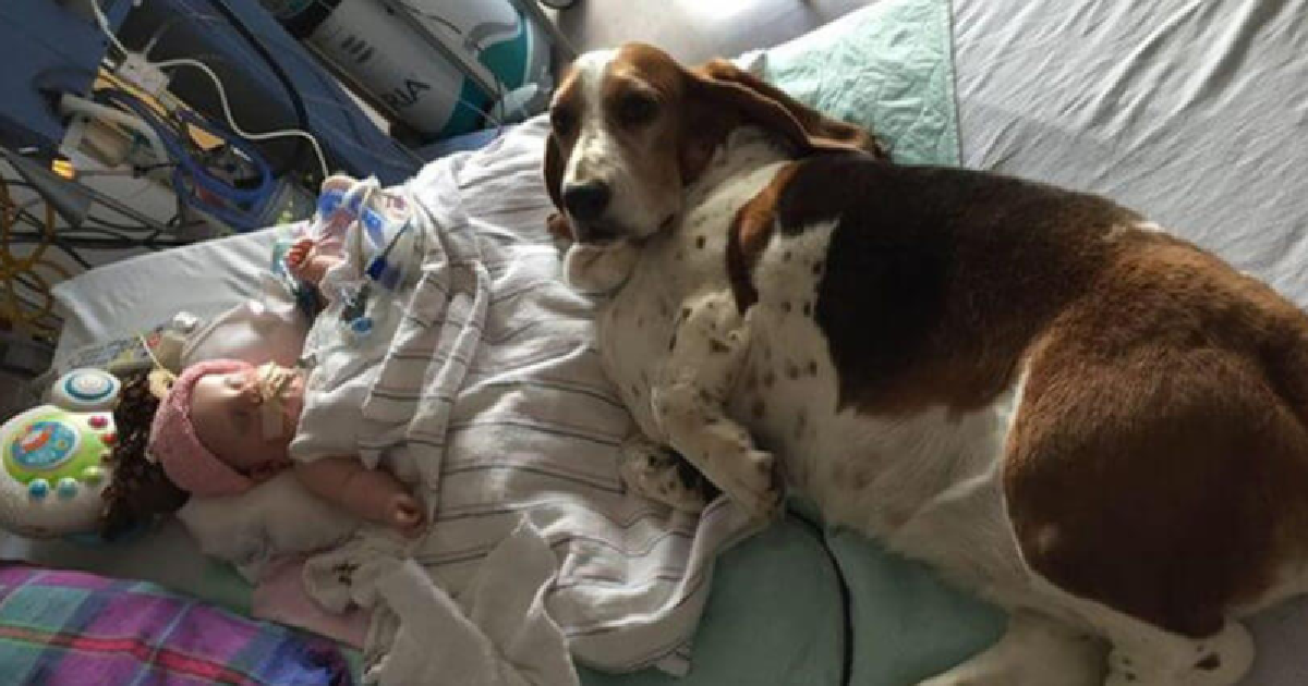 Loyal Dogs Refuse To Leave Baby Sister’s Bed
