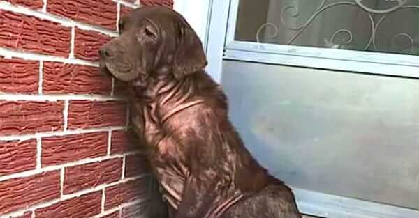 stray dog rescued from abandoned house Abandoned Dog Waits On Porch For Owners To Return