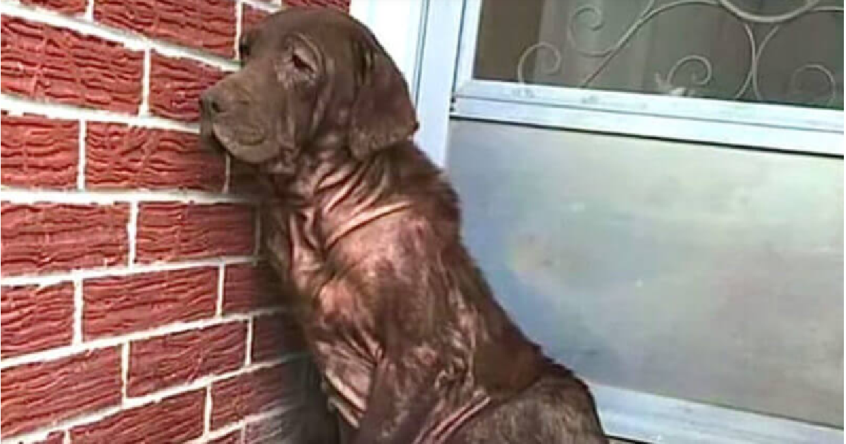 Abandoned Dog Waits On Porch For Owners To Return