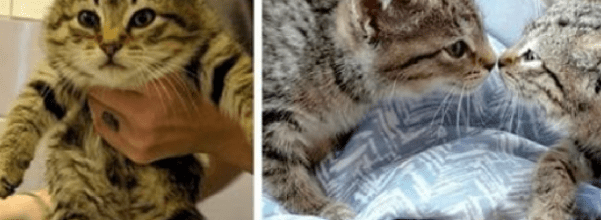 rescued bobtail kitten