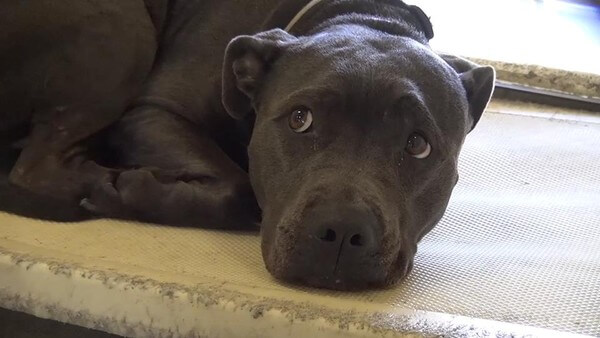 Dog surrendered when owners move Owners Dumped Their Dog At Local Shelter When They Moved