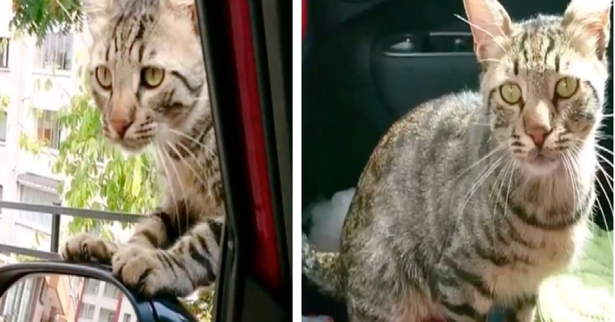 Stray Cat Decides He No Longer Wants To Live On The Street