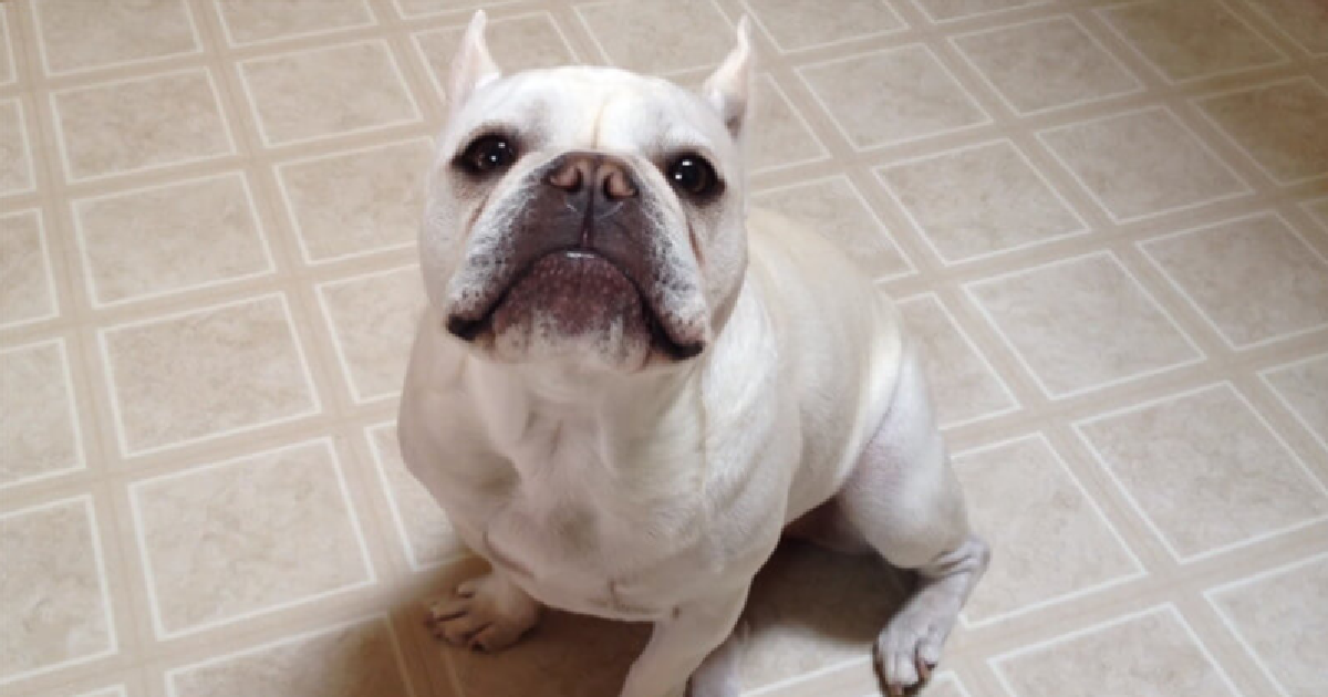 Talking Frenchie Begs His Mom For Treats