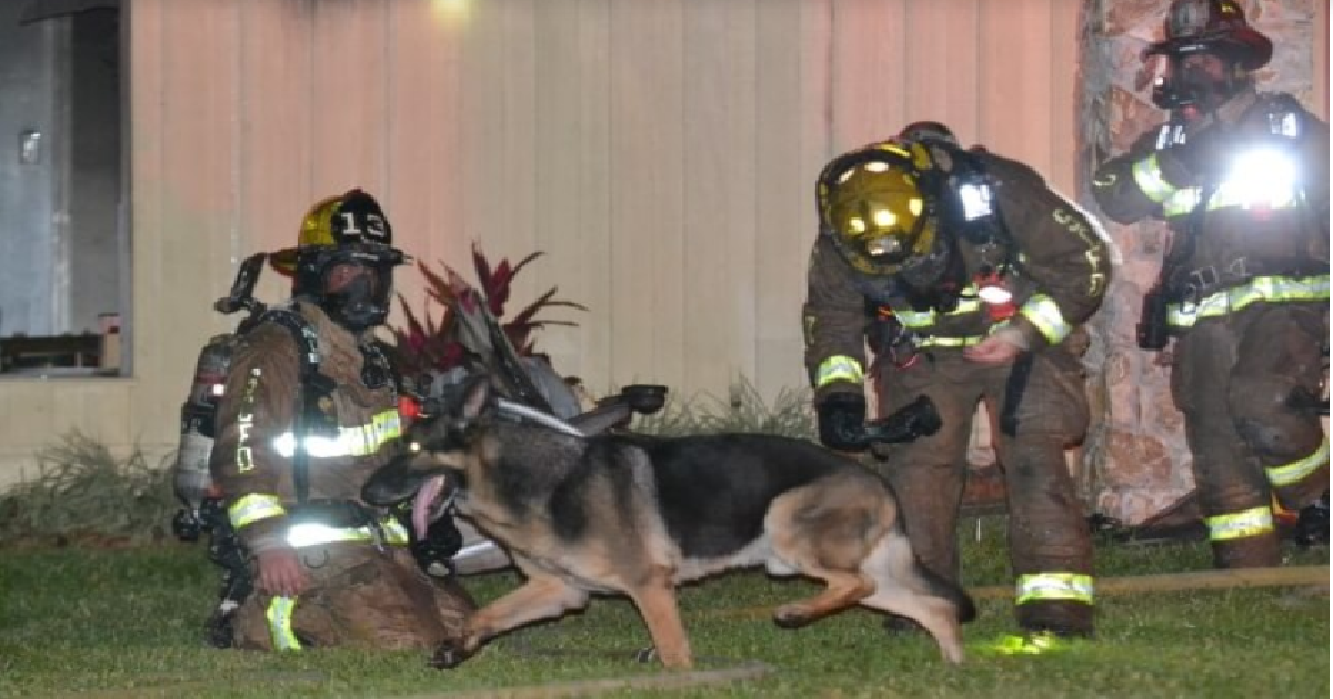 Family Dog Rescues Two Children Trapped In Burning House