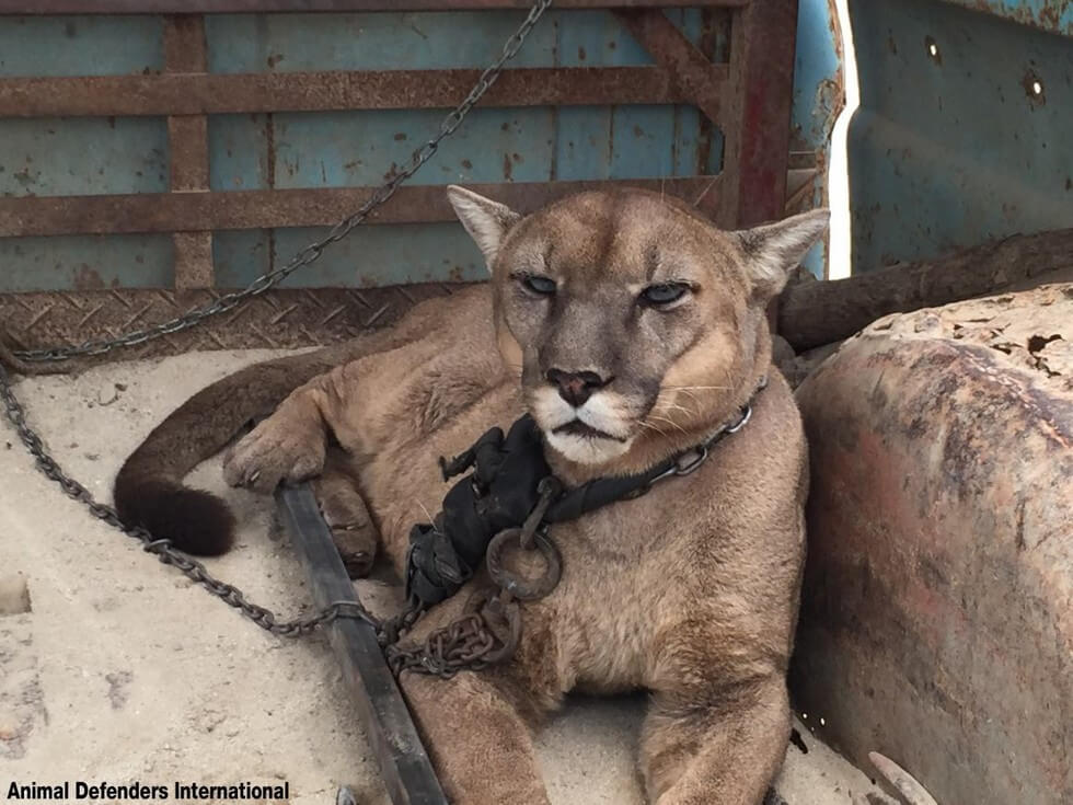 Mountain lion rescued after 20 years Mountain Lion Experiences Freedom For The First Time In 20 Years