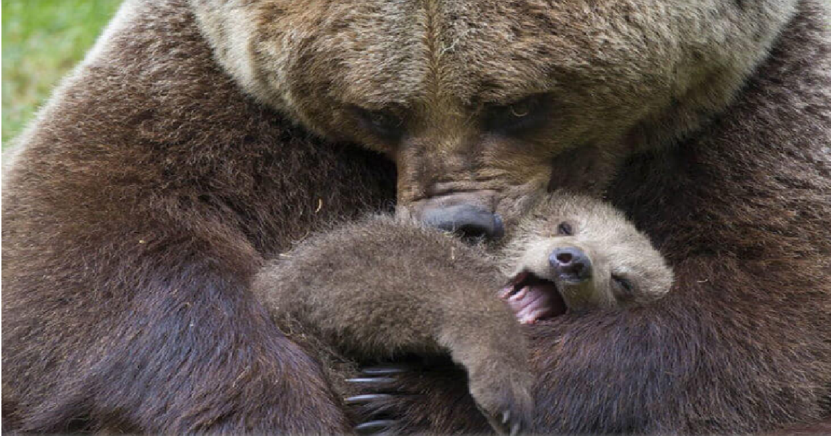 Photogenic Momma’s And Their Adorable Baby Bears