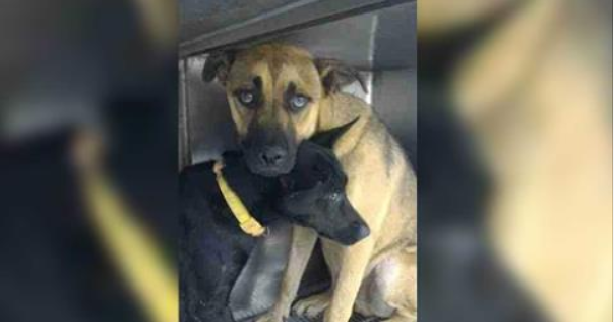 Shelter Rescues Dog Family Of Six From Construction Site