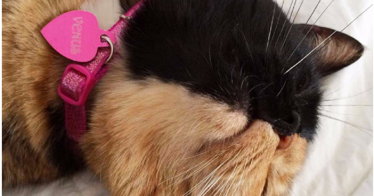 Chimera Cat Not Only Has Beautiful Eyes But Two Distinct Faces