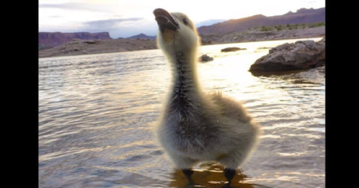 Baby Goose Waits For His Friend To Take Him On A Daily Excursion