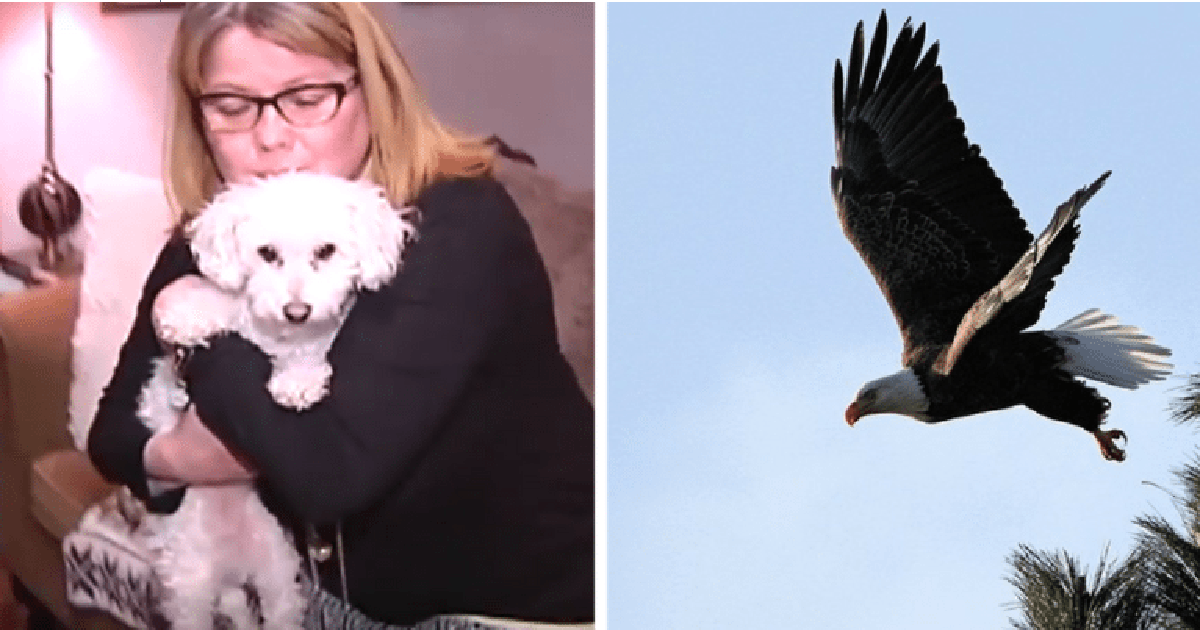 Neighbor Saves Dog Who Was Carried Away By An Eagle