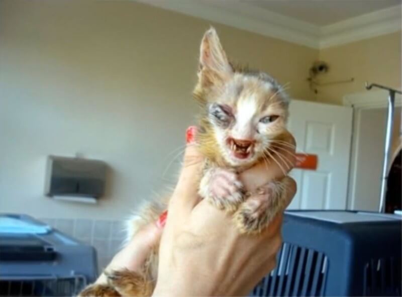 deformed kitten rescued Deformed Kitten Has An Incredible Transformation