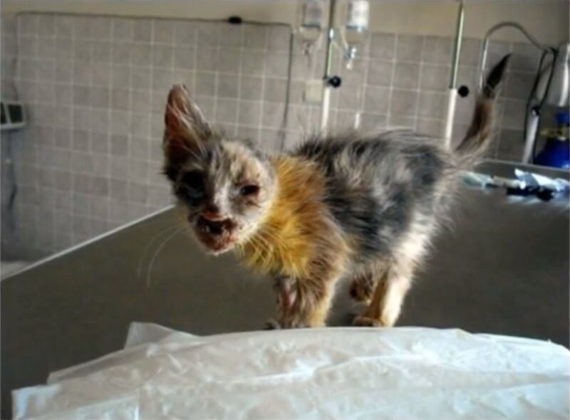 deformed kitten rescued Deformed Kitten Has An Incredible Transformation