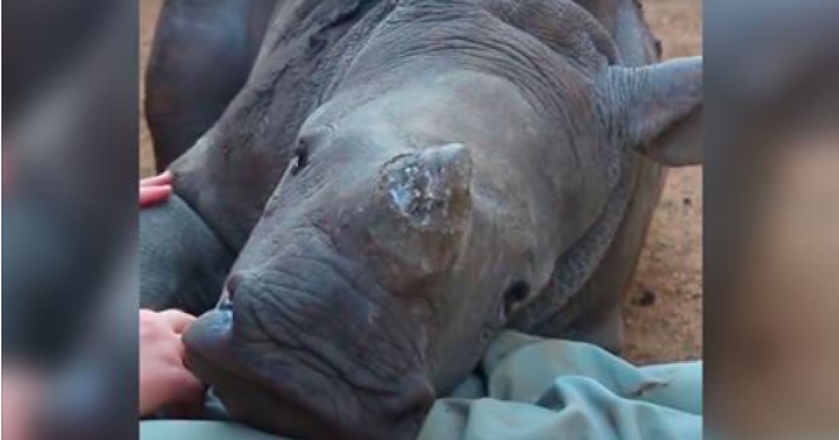 Baby Rhino Rescued From Poachers After His Mother Was Killed