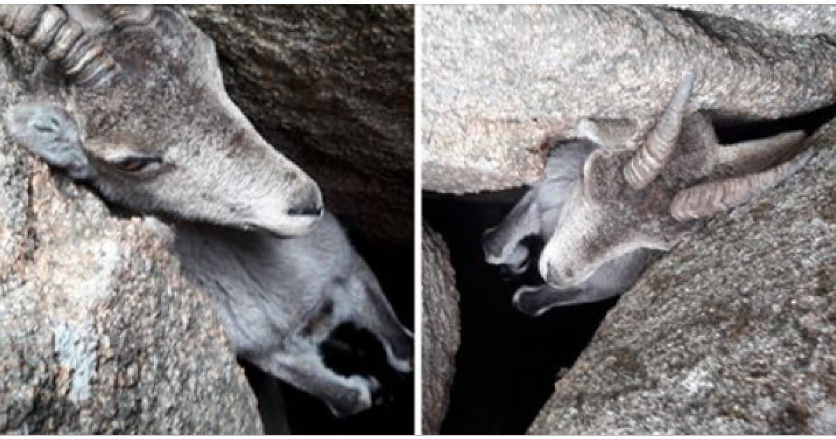 Rescuers Save Mountain Goat Hanging By Its Horns