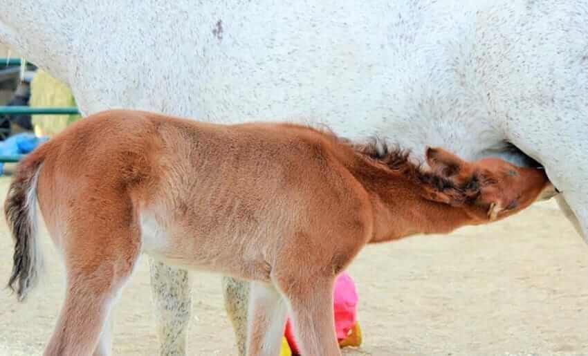 abandoned foal Foal Rejected By Herd, Finds A New Family