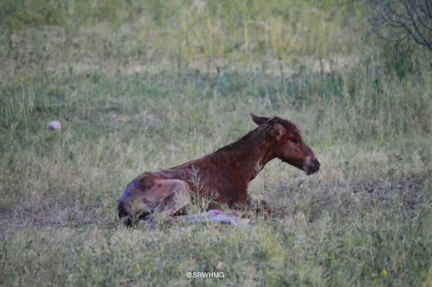 abandoned foal Foal Rejected By Herd, Finds A New Family