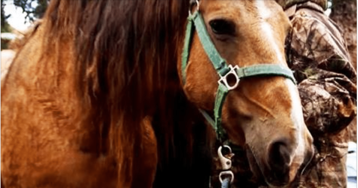 Badly Injured Horse Is Rescued By Helicopter