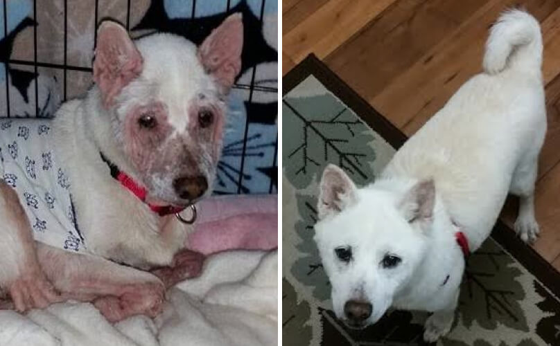 shelter dog saved from euthanasia Shiba Inu Set To Be Euthanized Saved From Shelter