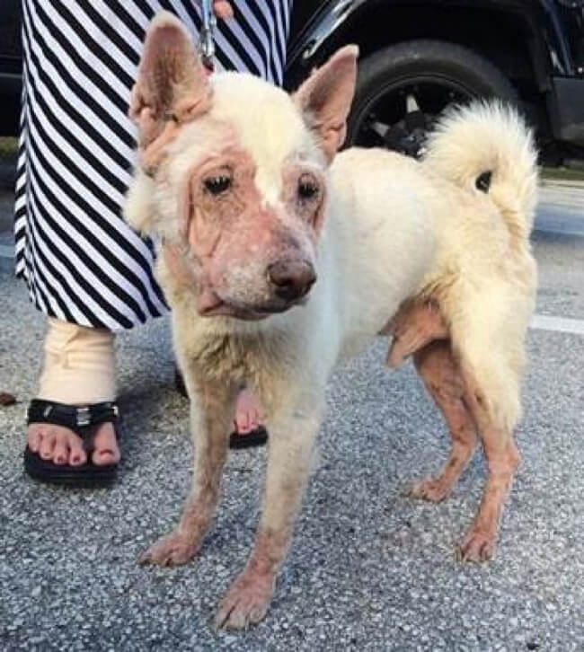 shelter dog saved from euthanasia Shiba Inu Set To Be Euthanized Saved From Shelter