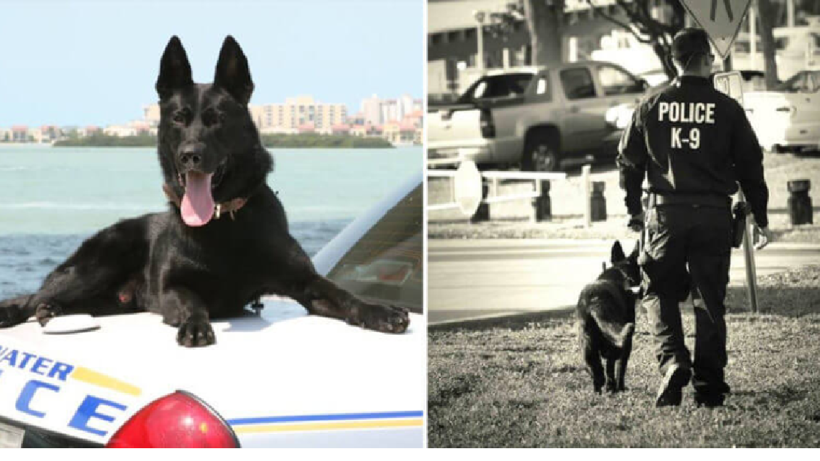 Officer Pens A Touching Letter To His K-9 Partner