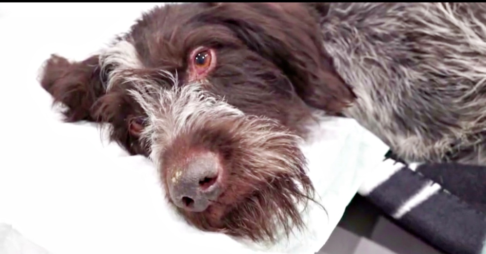 dog rescued after being left to die Completely Paralyzed Dog Rescued After Being Left To Die