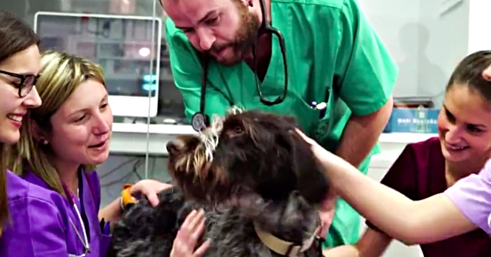 dog rescued after being left to die Completely Paralyzed Dog Rescued After Being Left To Die