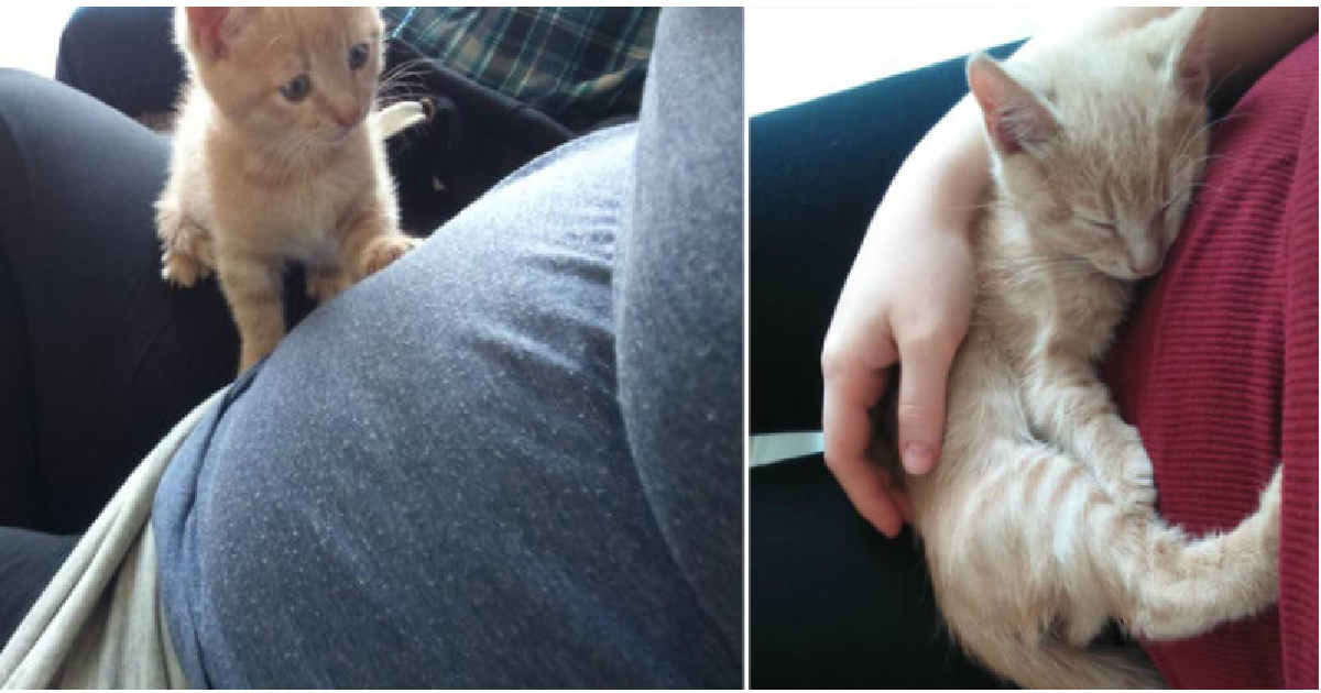 Rescued Kitten Falls In Love With His Soon-To-Be Sibling