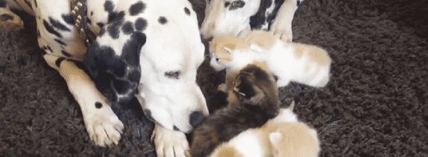 kittens rescued by dalmatians