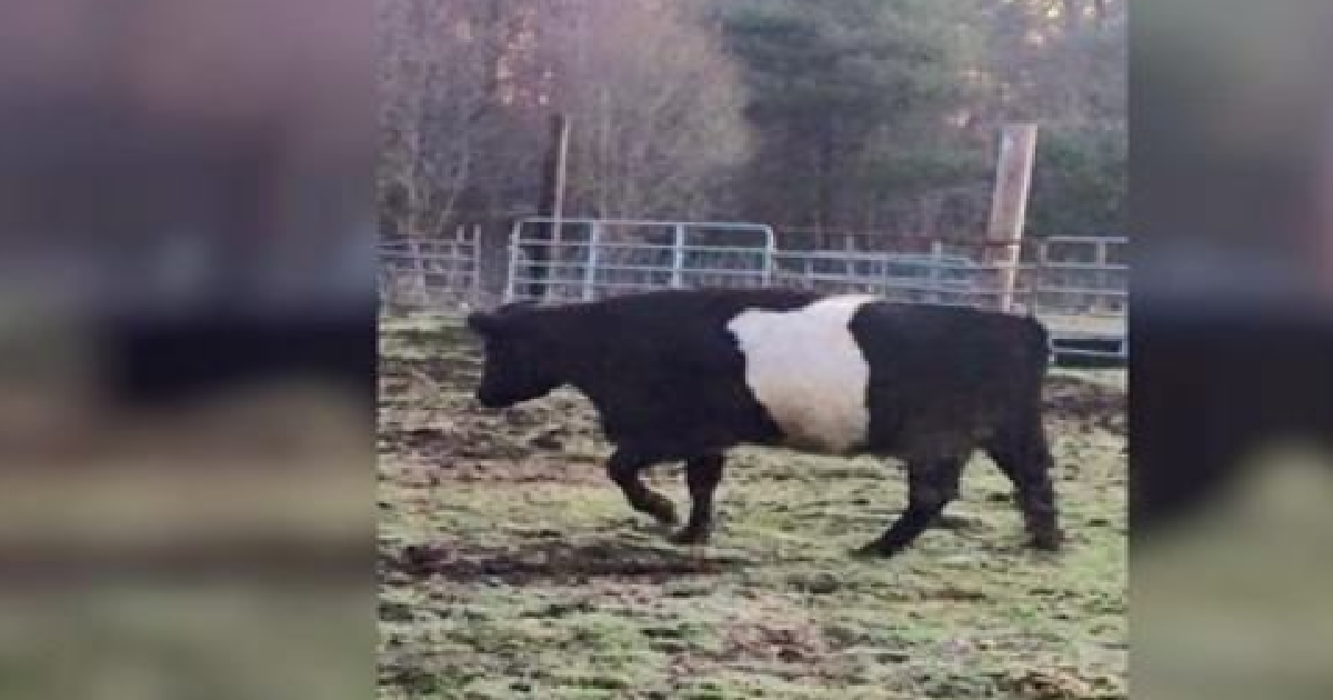 Blind Cow Is Inconsolable After Losing His Best Friend Until A New Buddy Arrives