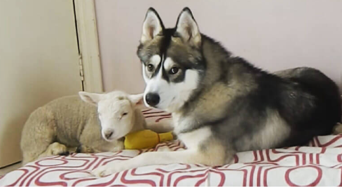 Sweet Husky Pup Falls In Love With Pet Lamb