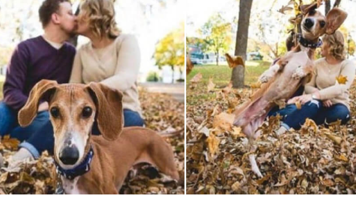 Couple’s Engagement Photos Are Photobombed By Their Silly Dachsund