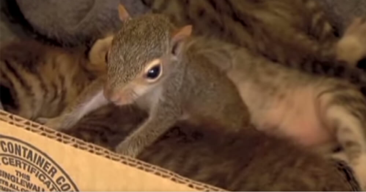 Baby Squirrel Is Adopted By Mama Cat