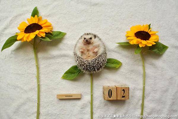hedgehog family A Day In The Life Of Adorable Hedgehog Family