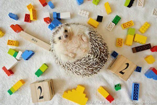 hedgehog family A Day In The Life Of Adorable Hedgehog Family