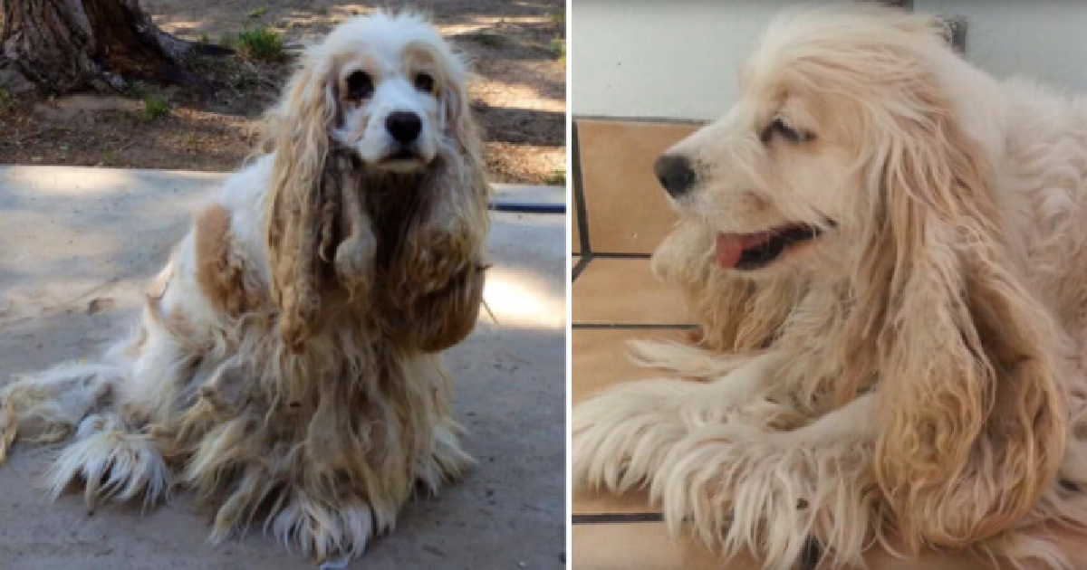 Dog Abandoned In The Desert Has Beautiful Transformation