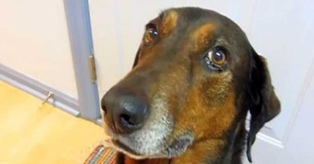Hilarious Guilty Dog Gets Caught Stealing Food Off Counter