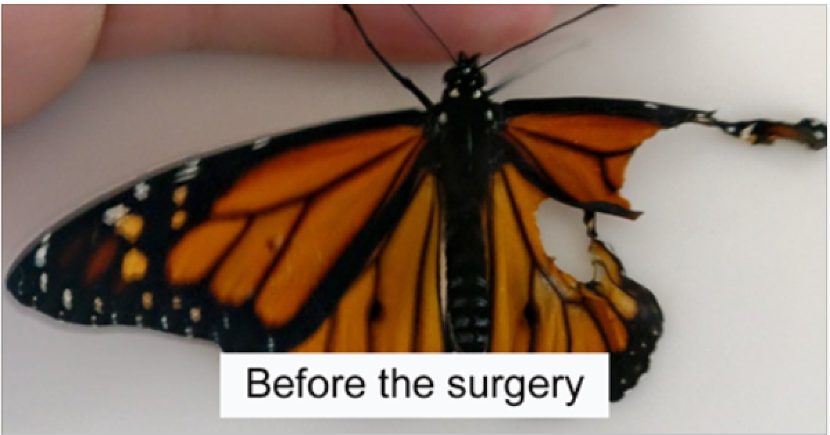 Woman Performs Surgery On Monarch Butterfly Born With One Wing