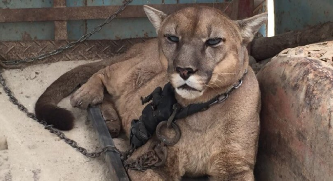 Mountain Lion Experiences Freedom For The First Time In 20 Years
