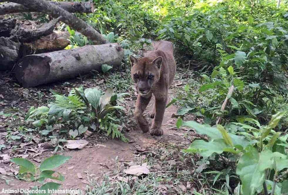Mountain lion rescued after 20 years Mountain Lion Experiences Freedom For The First Time In 20 Years