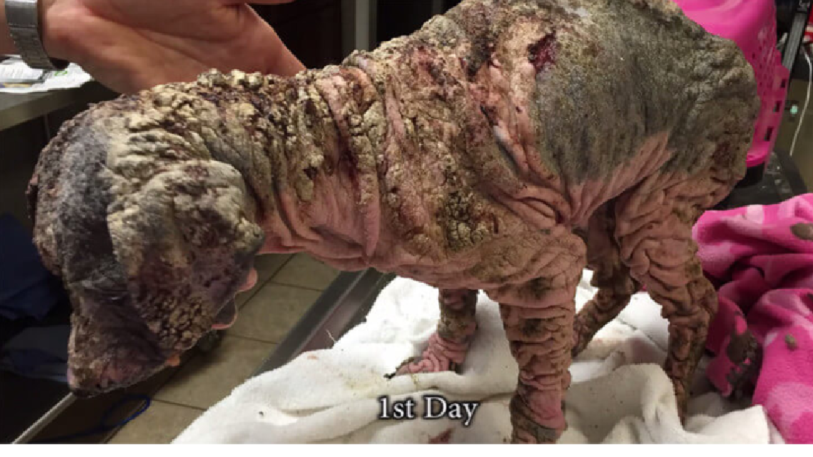 Severely Neglected Dog’s Incredible Transformation Will Shock You