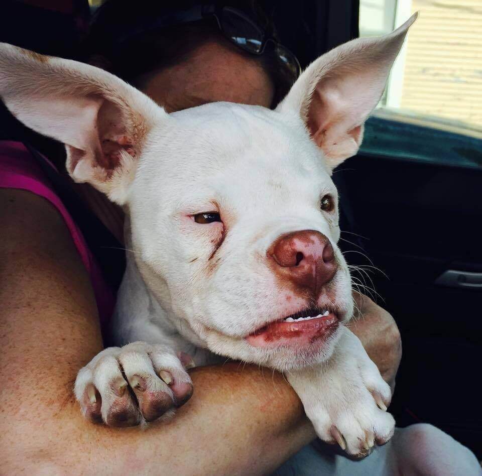 overbred dog saved by loving parents Inbred Dog Helped After Being "Found" On The Streets